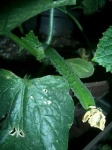 image of cucumber