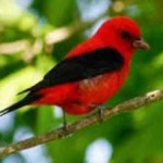 image of bird