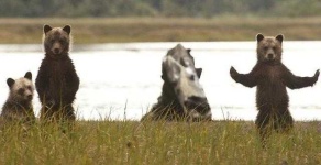 image of animal