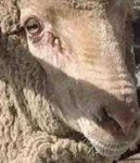 image of animal