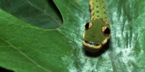 image of animal