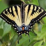 image of animal