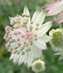 image of flower