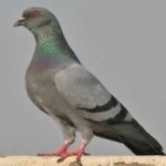 image of bird