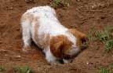 image of japanese_spaniel