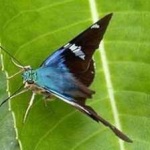 image of animal