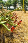 image of farming_tools_and_machinery