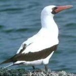 image of bird