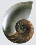 image of nautilus