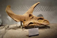 image of triceratops