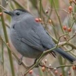 image of bird