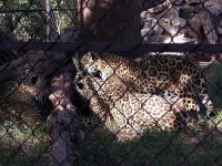 image of jaguar_car