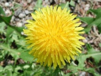 image of flower
