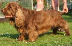 image of sussex_spaniel #32