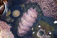 image of chiton