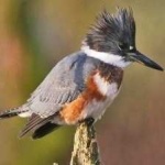 image of bird