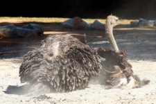 image of ostrich