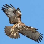 image of bird