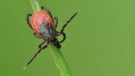 image of tick