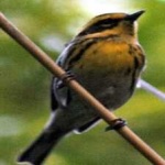 image of bird