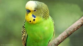 image of parakeet