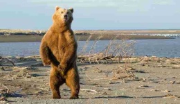 image of animal