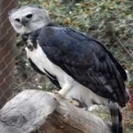 image of harpy_eagle #11