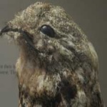 image of bird