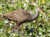 image of limpkin