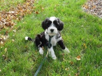 image of tibetan_terrier #9