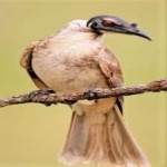 image of bird