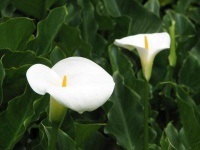 image of giant_white_arum_lily #15