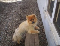 image of pomeranian