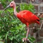 image of bird