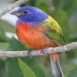 image of bird