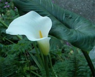 image of giant_white_arum_lily #9