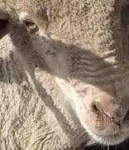 image of animal