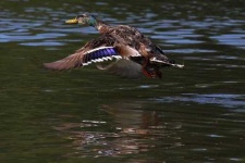 image of drake