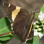 image of banded_butterfly #151