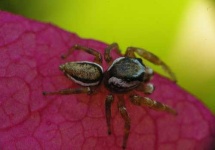 image of wolf_spider