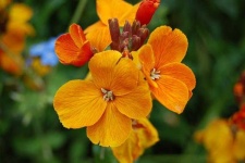 image of flower