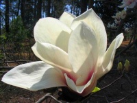 image of magnolia #20