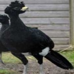image of bird