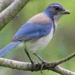 image of bird