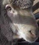 image of animal