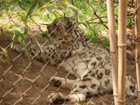 image of snow_leopard
