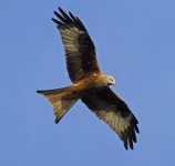 image of kite