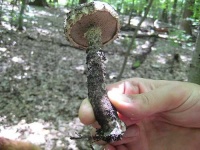 image of bolete