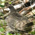 image of bird