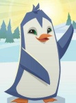 image of penguin